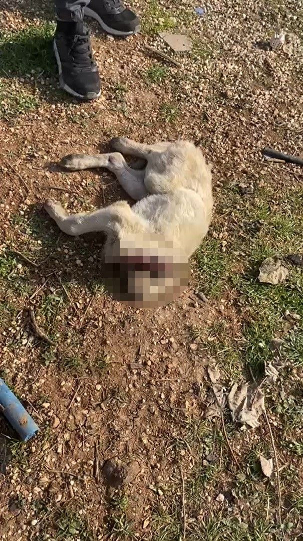 Gaziantep'te 3 Yavru Köpek Öldürülmüş Olarak Bulundu - Sayfa 1