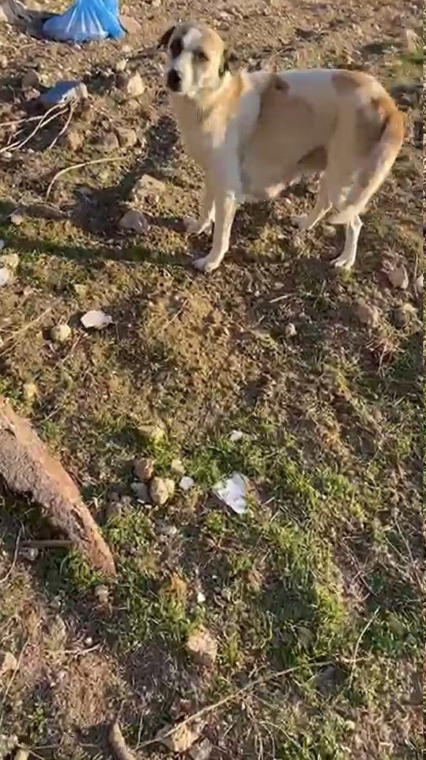 Gaziantep'te 3 Yavru Köpek Öldürülmüş Olarak Bulundu - Sayfa 2