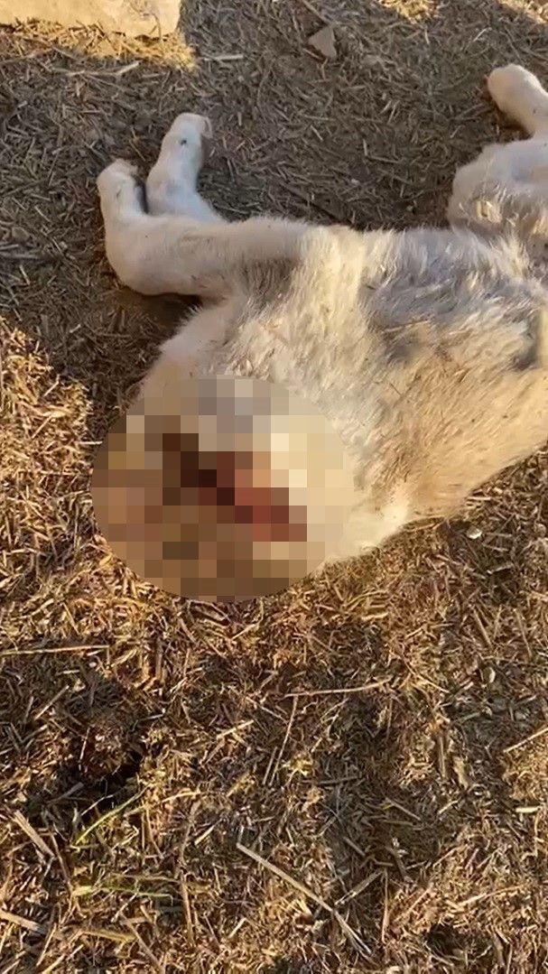 Gaziantep'te 3 Yavru Köpek Öldürülmüş Olarak Bulundu - Sayfa 3