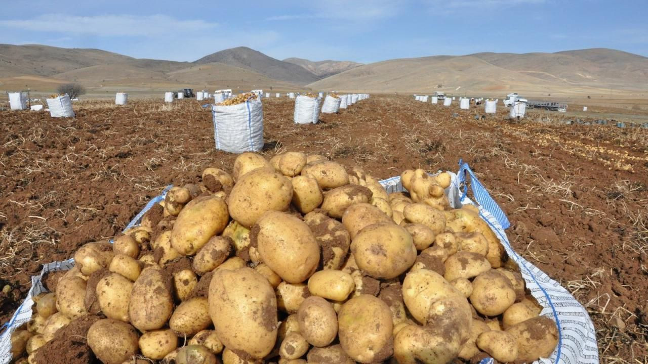 O Sebzede Hastalık Çıktı! 400 Ton İmha Edildi - Sayfa 5