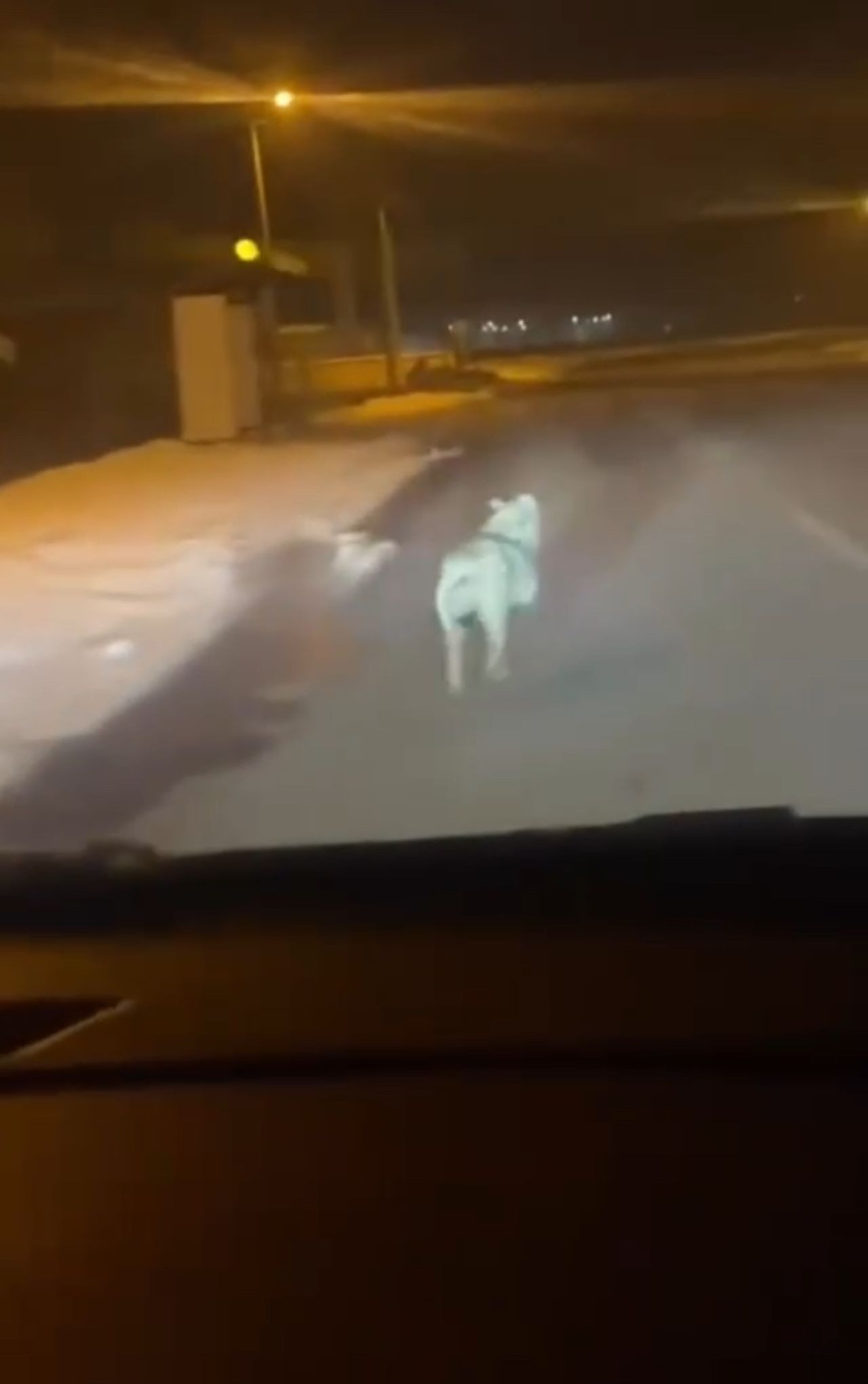 Hakkari Yüksekova’da Şehre İnen Kurt Araçla Kovalandı - Sayfa 1