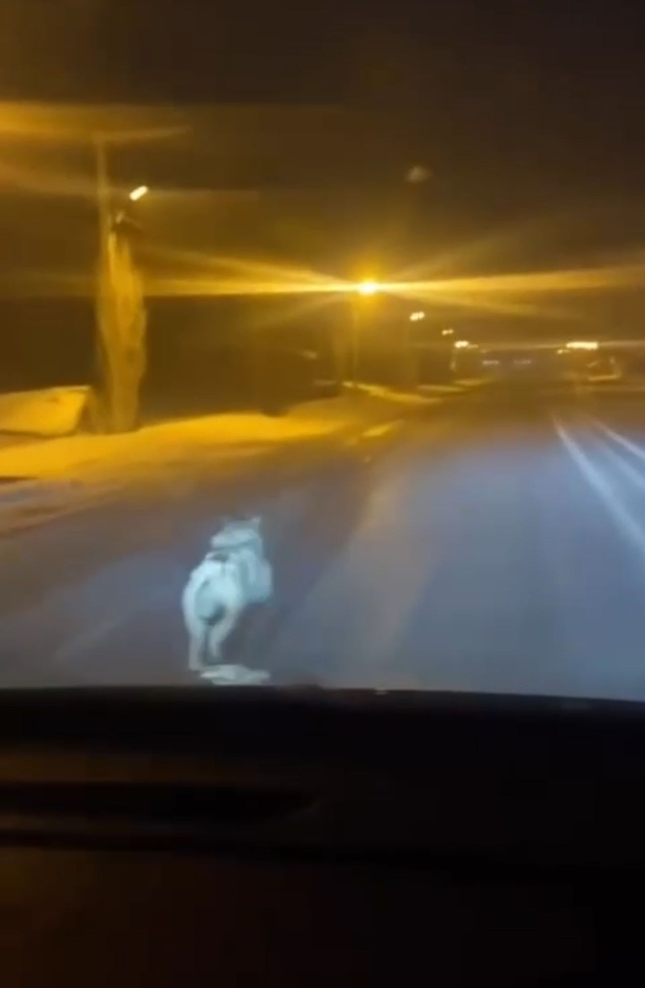 Hakkari Yüksekova’da Şehre İnen Kurt Araçla Kovalandı - Sayfa 4