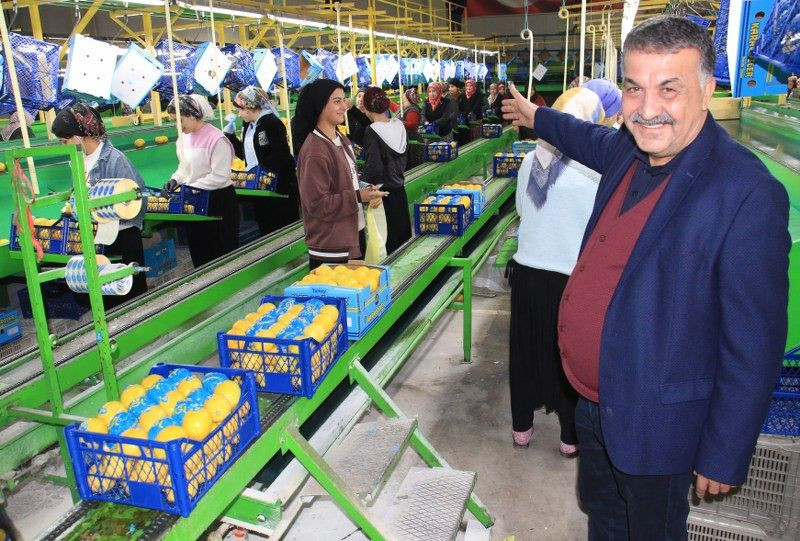 Limonda Yoğun Hasat Dönemi: Fiyatı 6-7 TL'ye Kadar Düştü - Sayfa 2