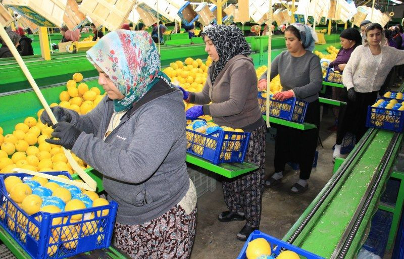 Limonda Yoğun Hasat Dönemi: Fiyatı 6-7 TL'ye Kadar Düştü - Sayfa 3