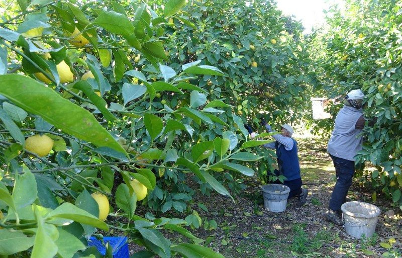 Limonda Yoğun Hasat Dönemi: Fiyatı 6-7 TL'ye Kadar Düştü - Sayfa 4