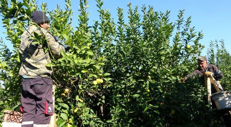 Limonda Yoğun Hasat Dönemi: Fiyatı 6-7 TL'ye Kadar Düştü - Sayfa 9