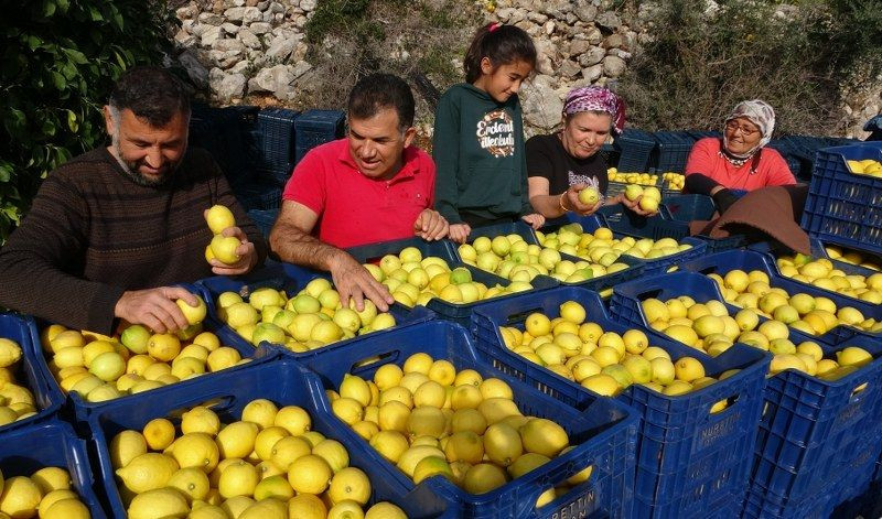 Limonda Yoğun Hasat Dönemi: Fiyatı 6-7 TL'ye Kadar Düştü - Sayfa 10