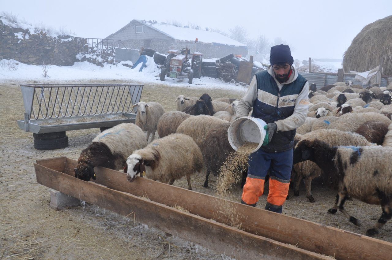 Kars'ta Küçükbaş Hayvancılık Yapanlar Çoban Bulmakta Zorluk Çekiyor - Sayfa 2