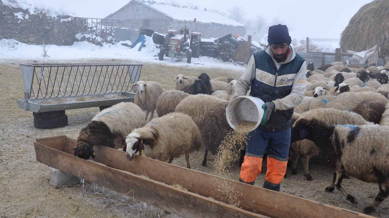 Kars'ta Küçükbaş Hayvancılık Yapanlar Çoban Bulmakta Zorluk Çekiyor