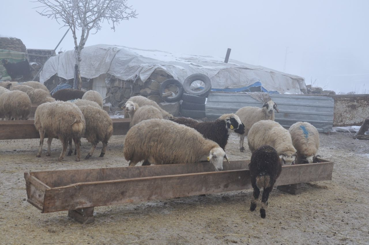 Kars'ta Küçükbaş Hayvancılık Yapanlar Çoban Bulmakta Zorluk Çekiyor - Sayfa 4