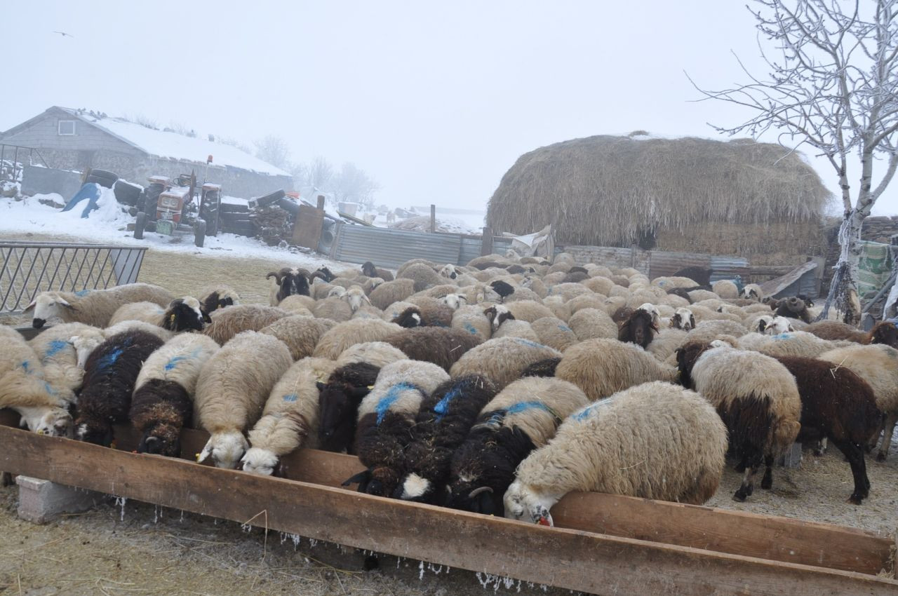 Kars'ta Küçükbaş Hayvancılık Yapanlar Çoban Bulmakta Zorluk Çekiyor - Sayfa 5