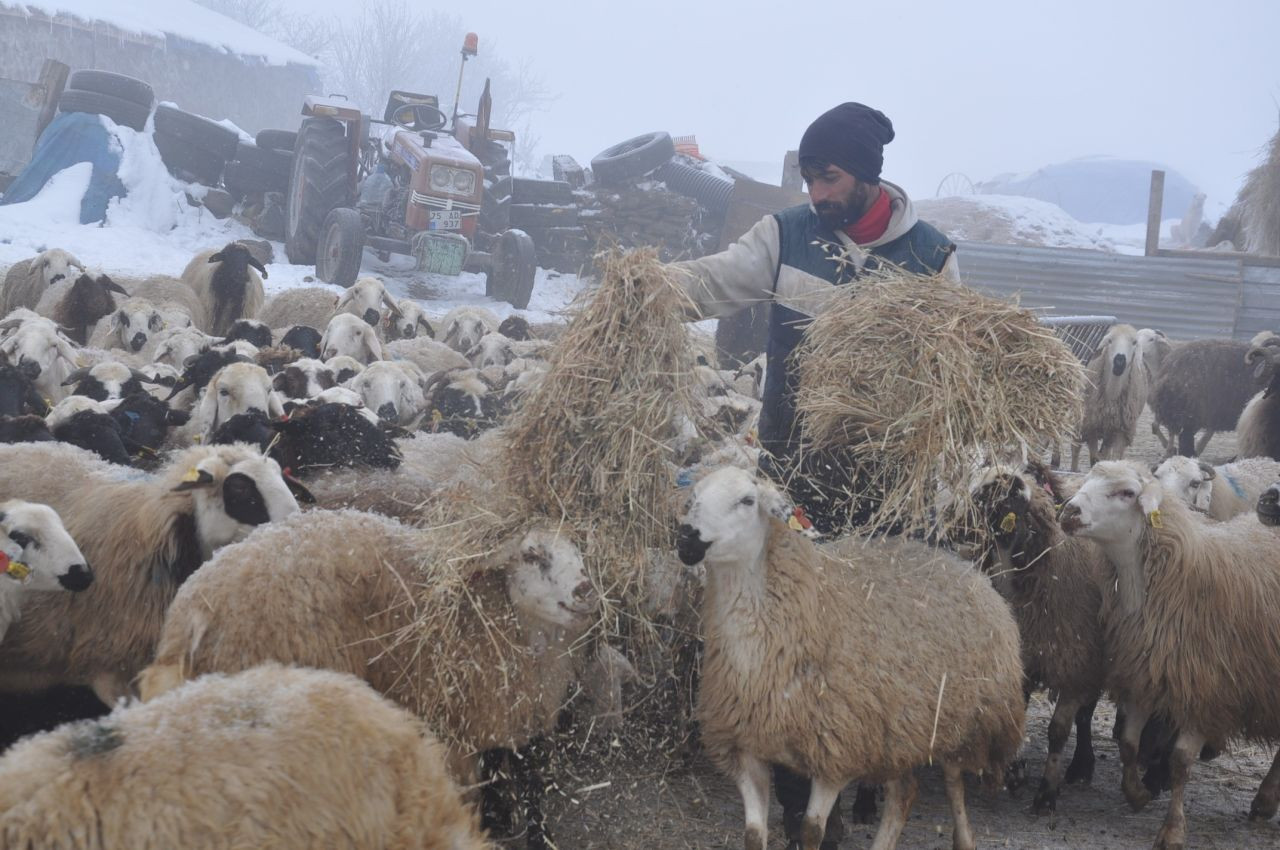 Kars'ta Küçükbaş Hayvancılık Yapanlar Çoban Bulmakta Zorluk Çekiyor - Sayfa 7