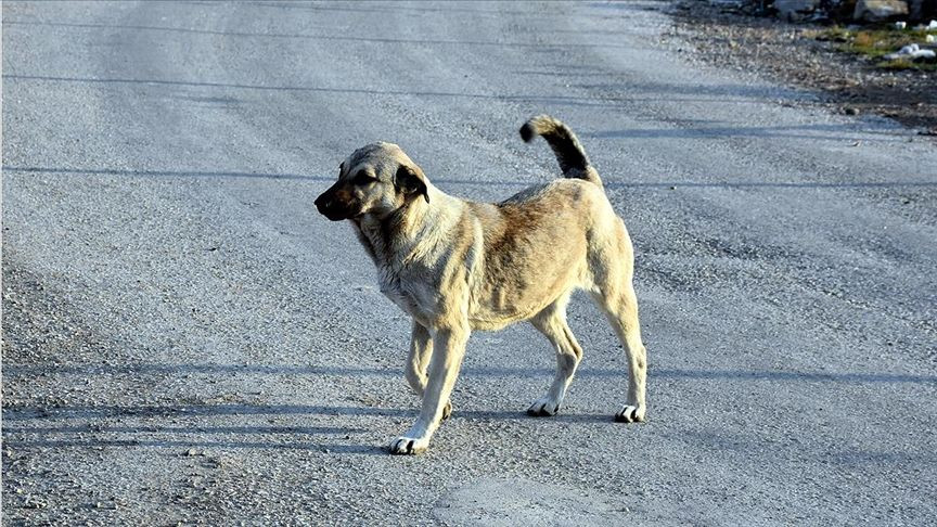 Sokak köpeği 5 yaşındaki çocuğun yüzünü parçaladı - Sayfa 1