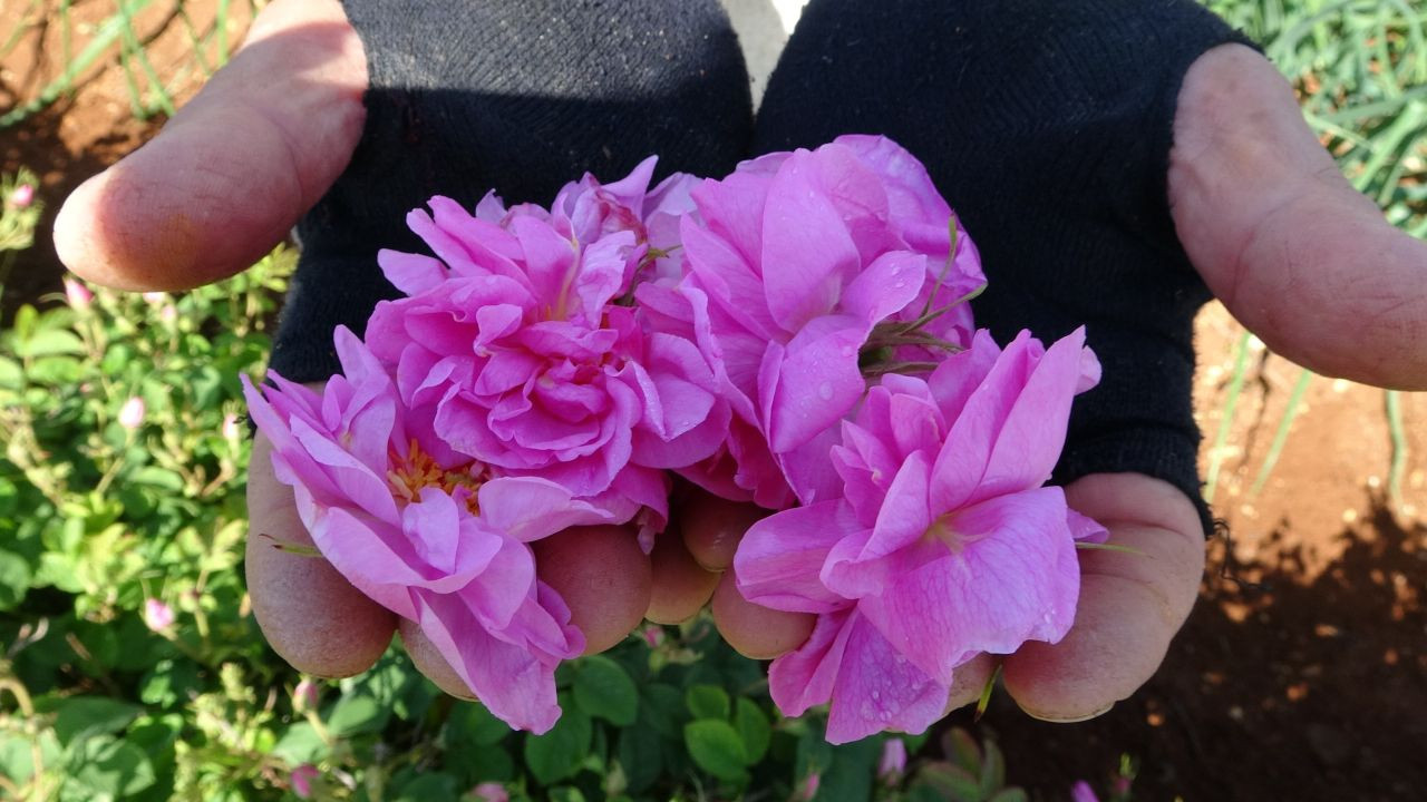 Isparta'nın Gül Yağı Kozmetik Sektöründe Parlıyor: 2024'te 50 Milyon Euro İhracat - Sayfa 1