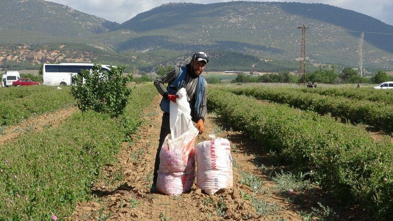 Isparta'nın Gül Yağı Kozmetik Sektöründe Parlıyor: 2024'te 50 Milyon Euro İhracat - Sayfa 11