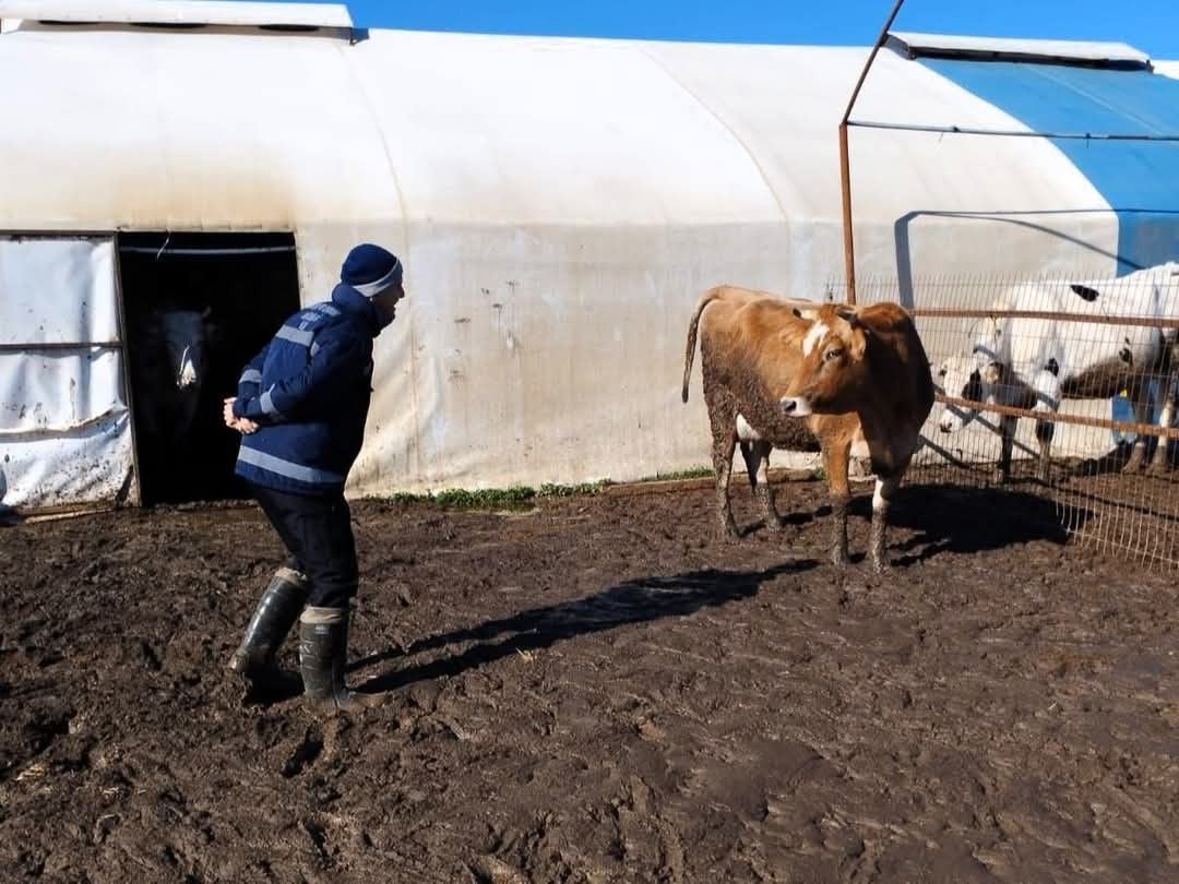 Kırklareli’nde Hayvancılık İşletmeleri Denetlendi: Küpe Kontrolleri Yapıldı - Sayfa 2