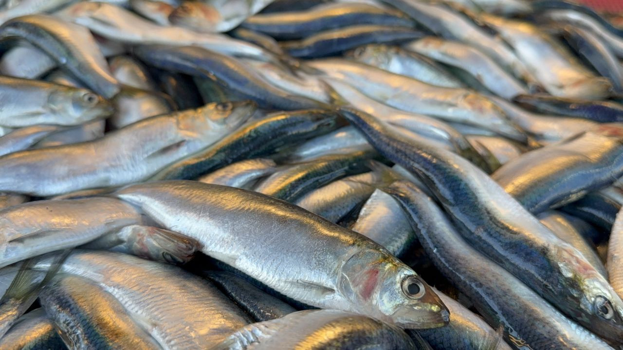 Karadeniz'in Yeni Gözdesi: 'Mangal Sondüren' Tirsi, Hamsi ve Mezgit’i Geride Bıraktı! - Sayfa 1