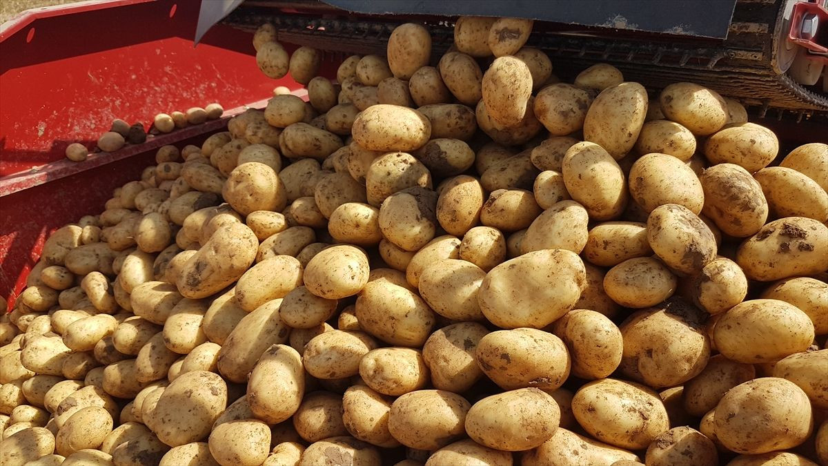 Patates Üreticisi Zararda: 8 Liraya Mal Ediyor, 4 Liraya Satıyor - Sayfa 1