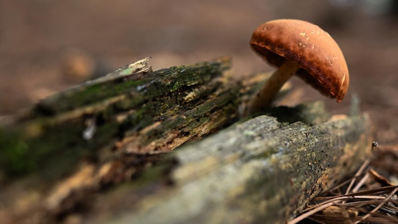 Doğada yetişen mantarlar konusunda doğru bilinen yanlışlar - Sayfa 3