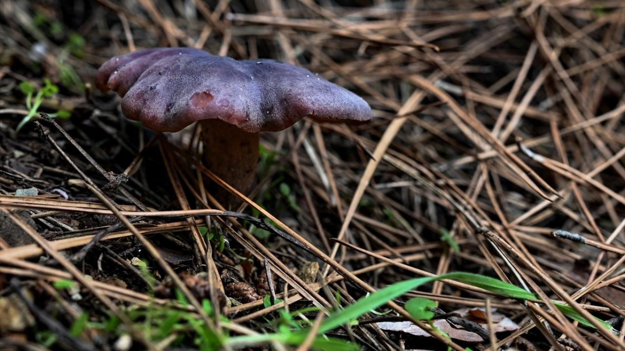 Doğada yetişen mantarlar konusunda doğru bilinen yanlışlar - Sayfa 14