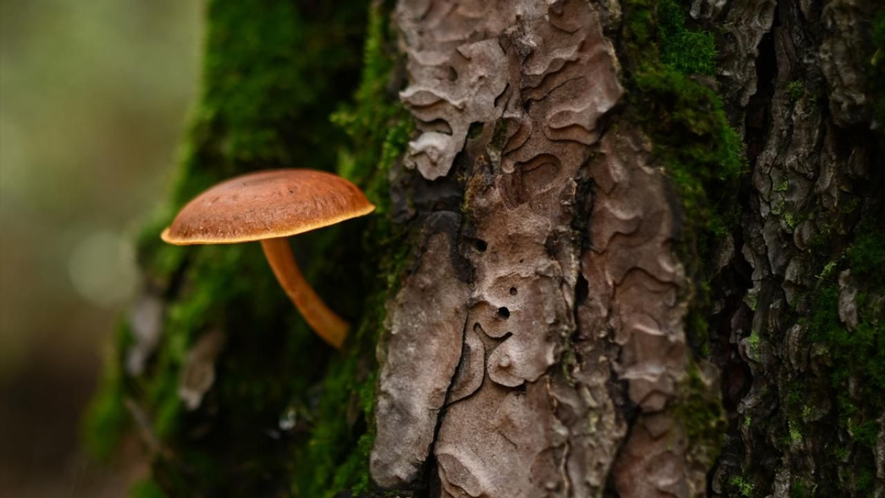 Doğada yetişen mantarlar konusunda doğru bilinen yanlışlar - Sayfa 13