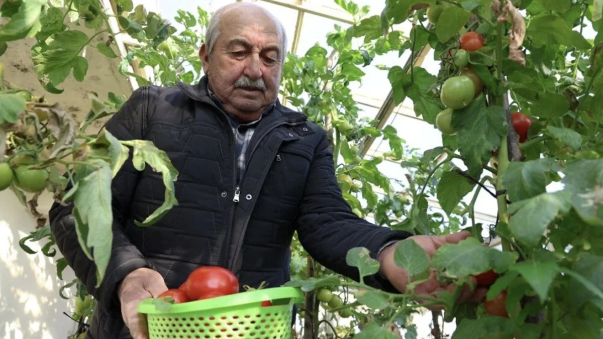 Terasta Organik Tarım: 72 Yaşındaki Çiftçi Her Mevsim Üretimde - Sayfa 4