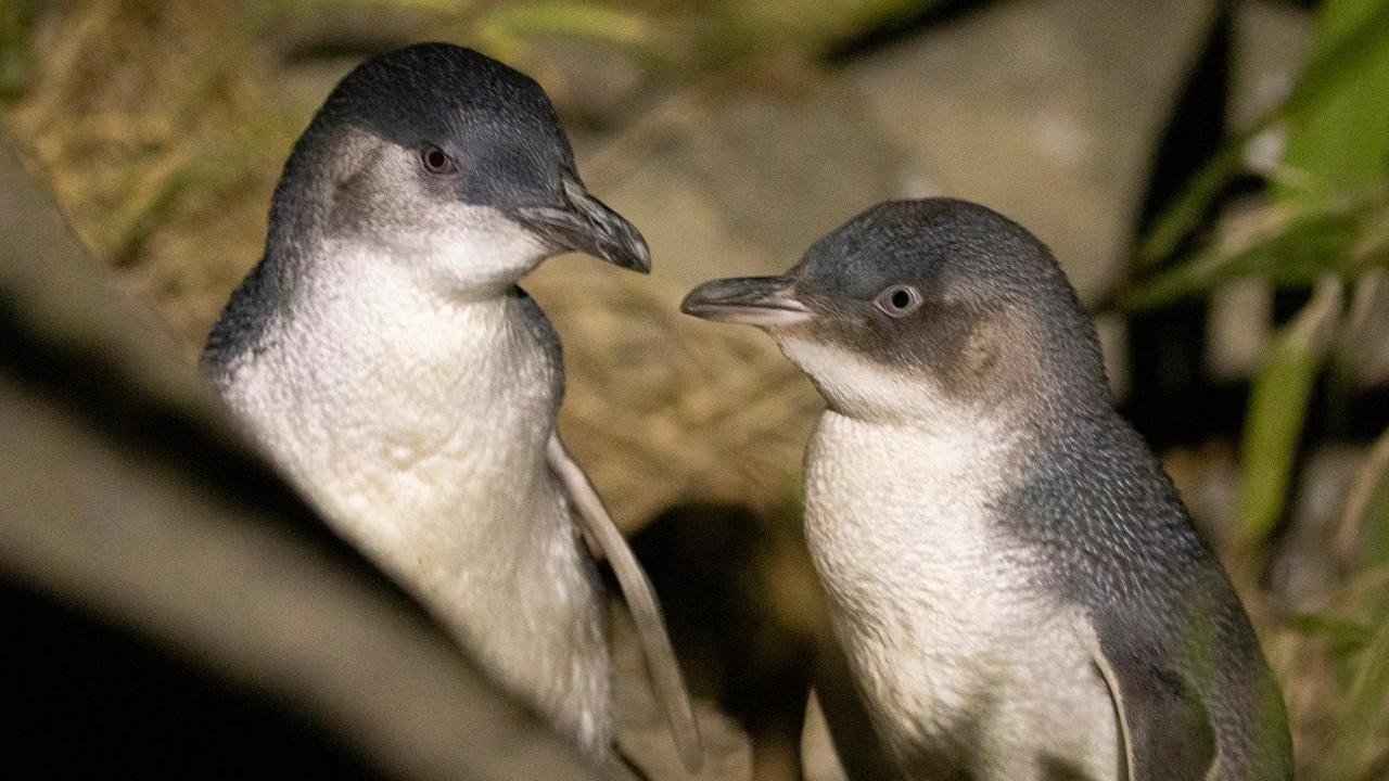 Penguenlerin Boşanma Oranı Üreme Başarısını Tehdit Ediyor: Avustralya'dan Şaşırtıcı Araştırma Sonuçları!