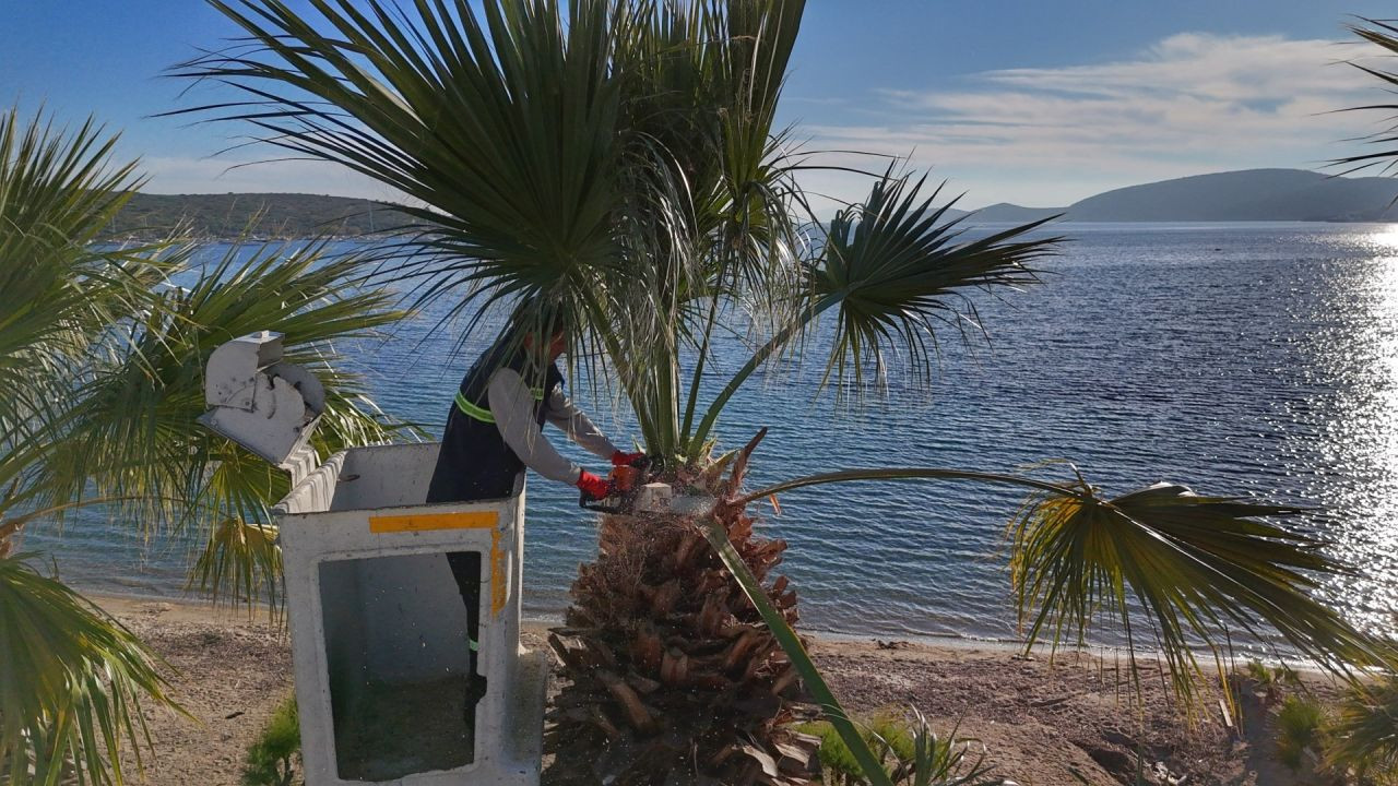 Bodrum’da palmiyelerde bakım zamanı - Sayfa 4