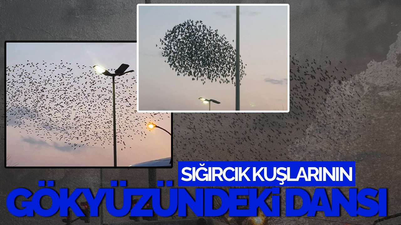 Sığırcık Kuşlarının Gökyüzündeki Dansı Adapazarı’nda Görsel Şölen Yarattı