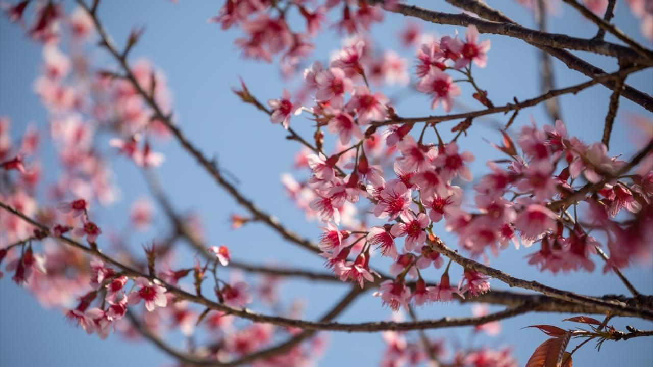 Tayland'da sakura çiçekleri açtı - Sayfa 2