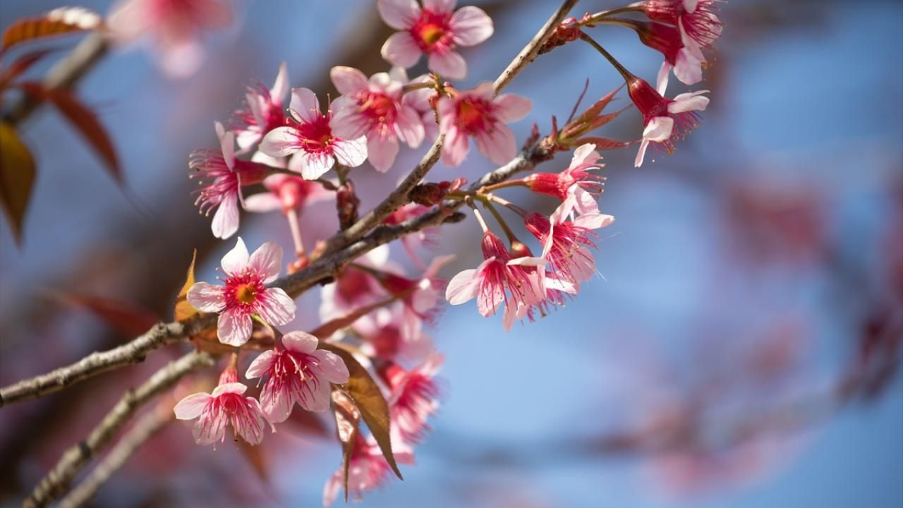 Tayland'da sakura çiçekleri açtı - Sayfa 3