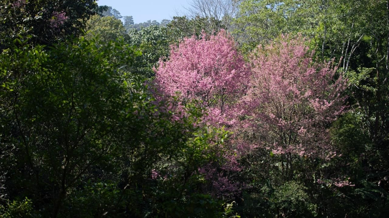 Tayland'da sakura çiçekleri açtı - Sayfa 1