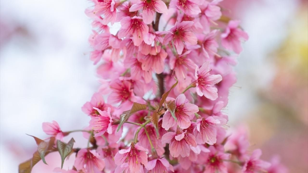 Tayland'da sakura çiçekleri açtı - Sayfa 4