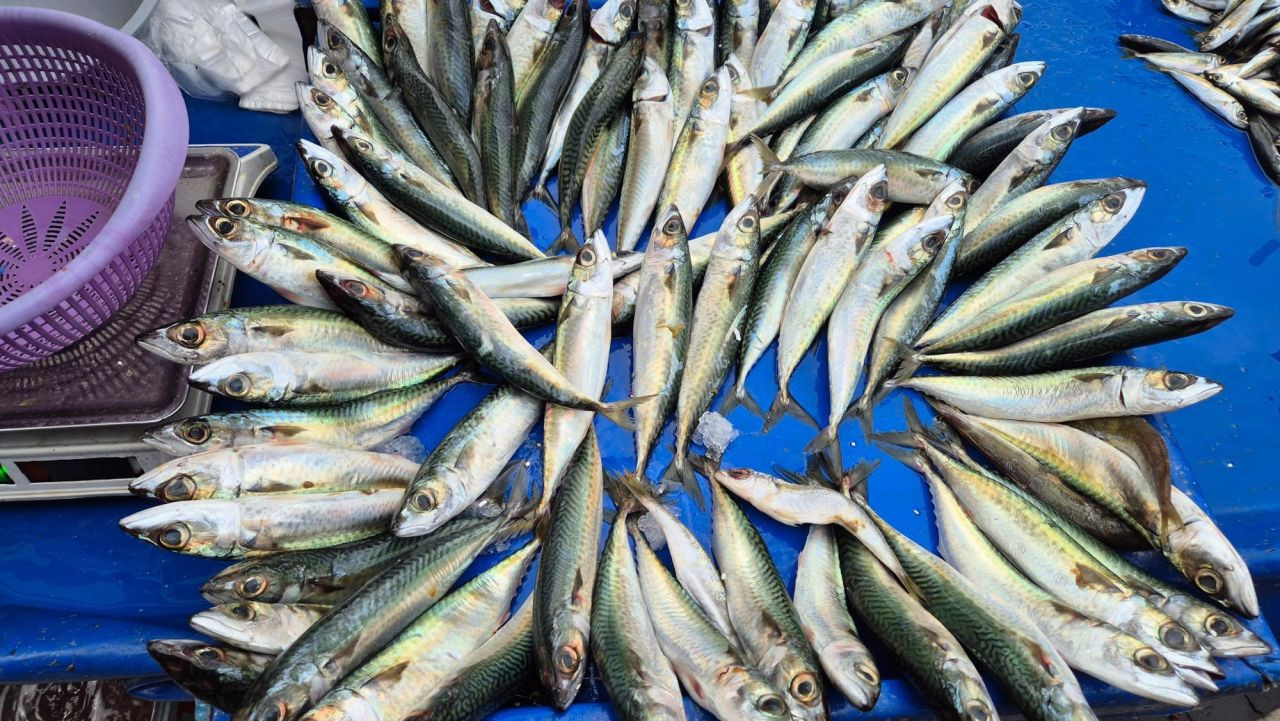 Tekirdağ’da Uskumru, İstavrit ve Mezgit 100 TL’den Tezgahlarda - Sayfa 1