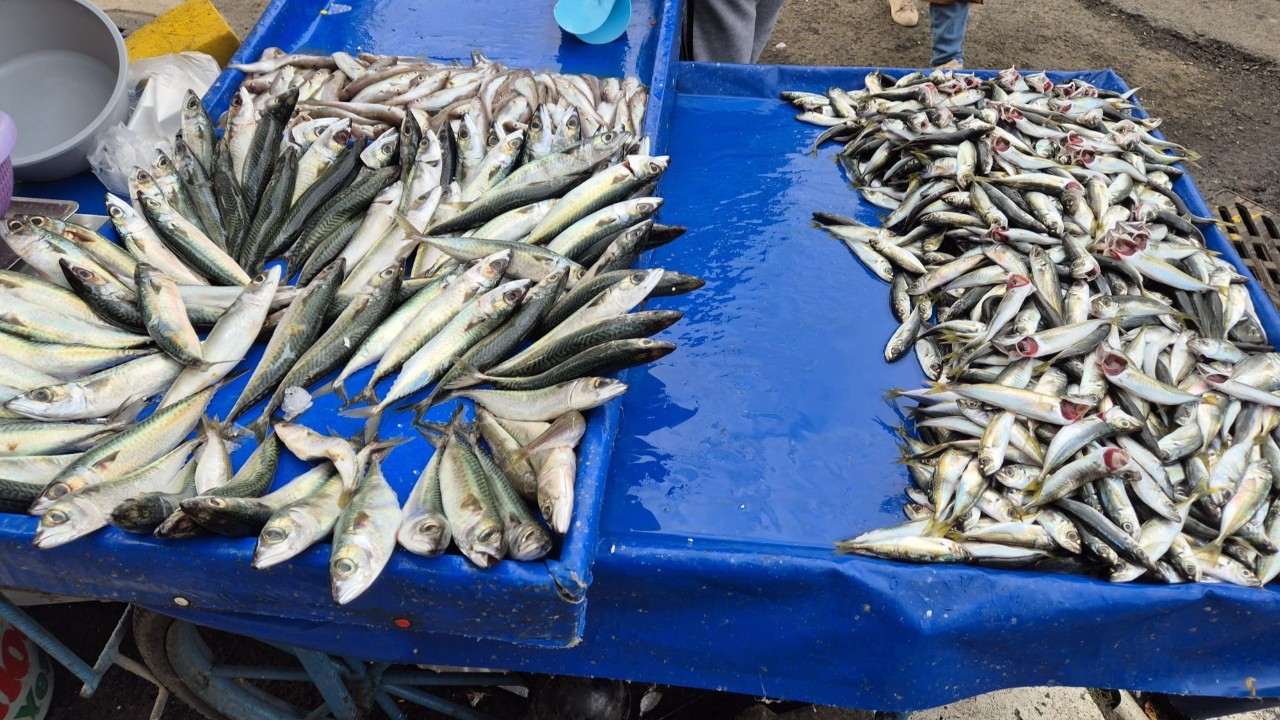 Tekirdağ’da Uskumru, İstavrit ve Mezgit 100 TL’den Tezgahlarda