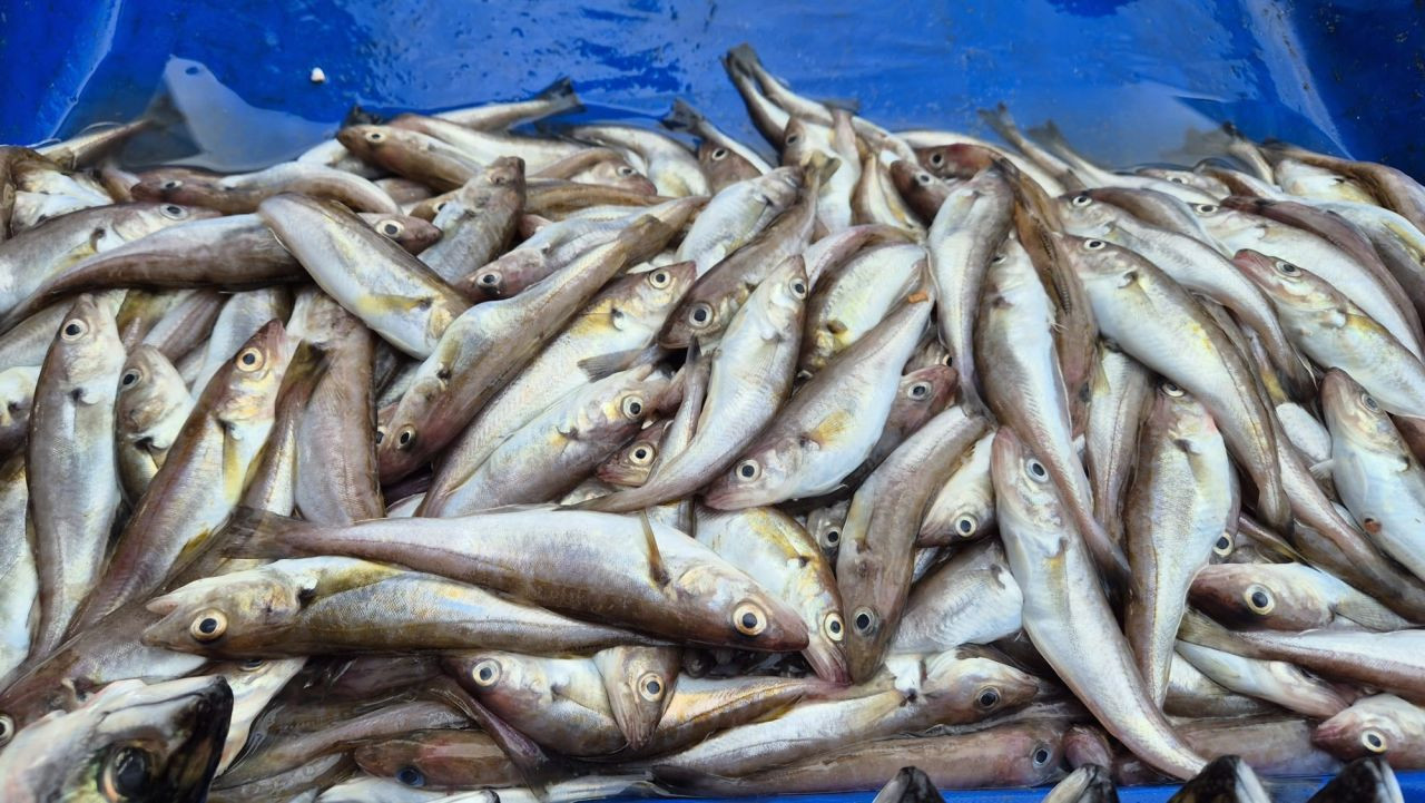 Tekirdağ’da Uskumru, İstavrit ve Mezgit 100 TL’den Tezgahlarda - Sayfa 3