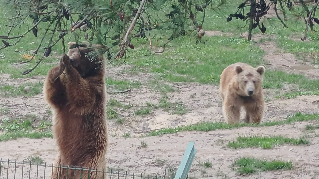 Kaçan Ayı 9 Günlük Maceranın Ardından Yakalandı