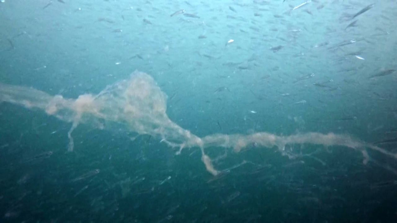 İzmit'te korkutan müsilaj görüntüsü! - Sayfa 2