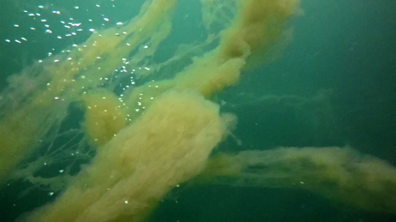 İzmit'te korkutan müsilaj görüntüsü! - Sayfa 1