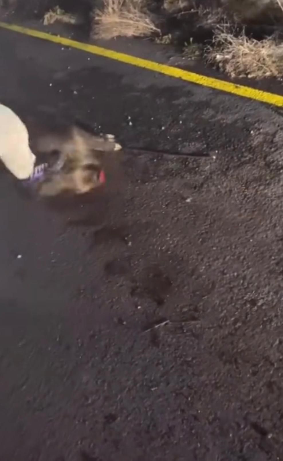 Sakarya'da Domuza Yapılan İşkence: Görüntüler Sosyal Medyada Paylaşıldı - Sayfa 2