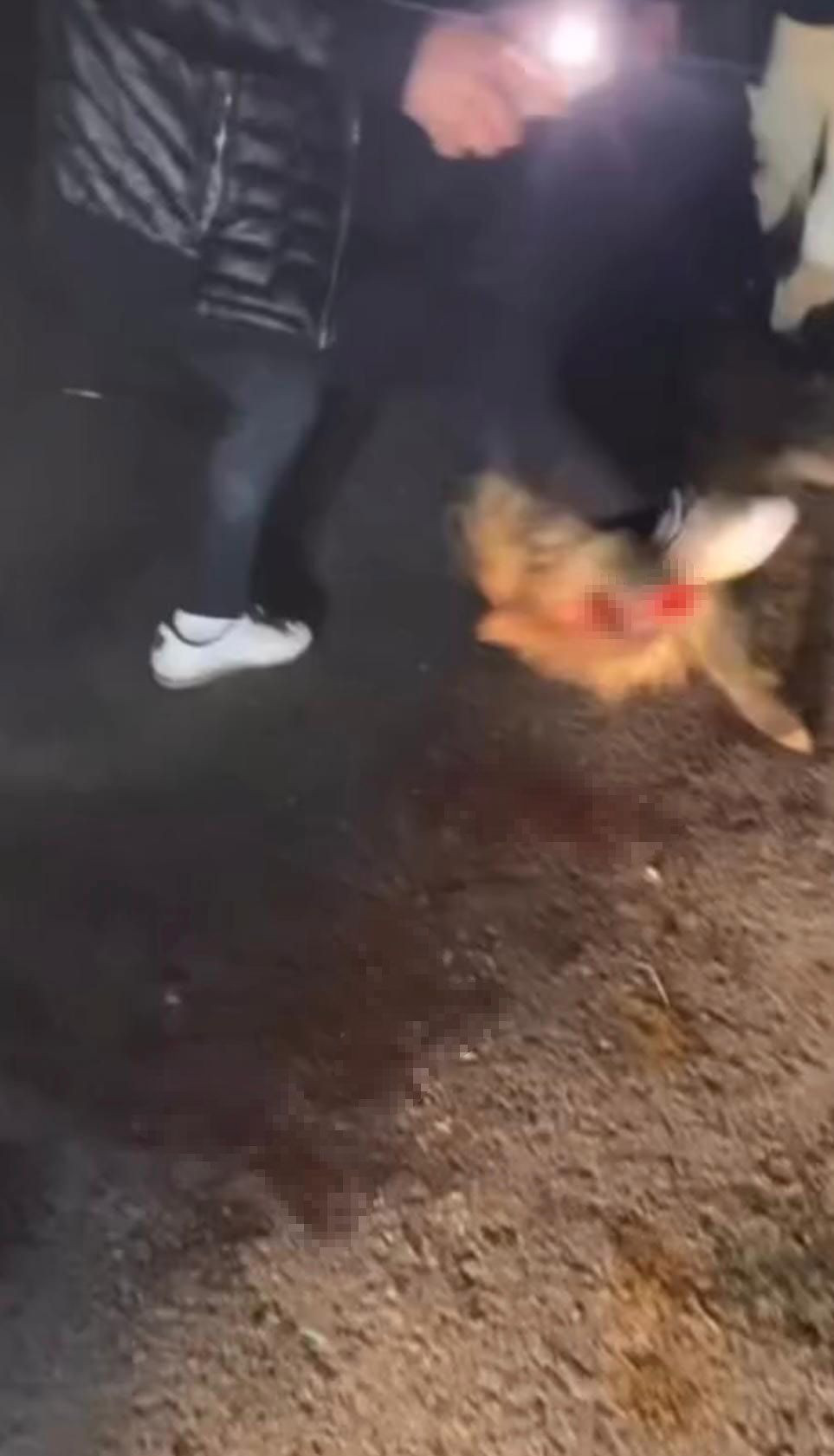 Sakarya'da Domuza Yapılan İşkence: Görüntüler Sosyal Medyada Paylaşıldı - Sayfa 4