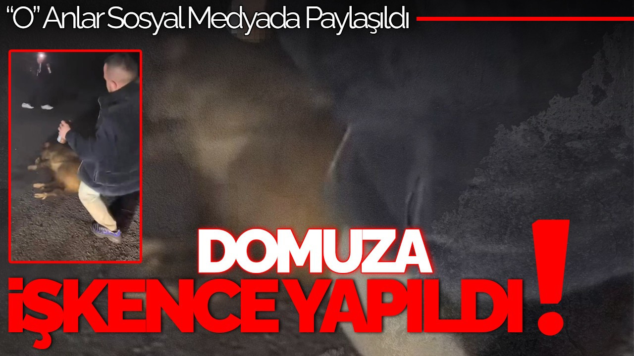 Sakarya'da Domuza Yapılan İşkence: Görüntüler Sosyal Medyada Paylaşıldı