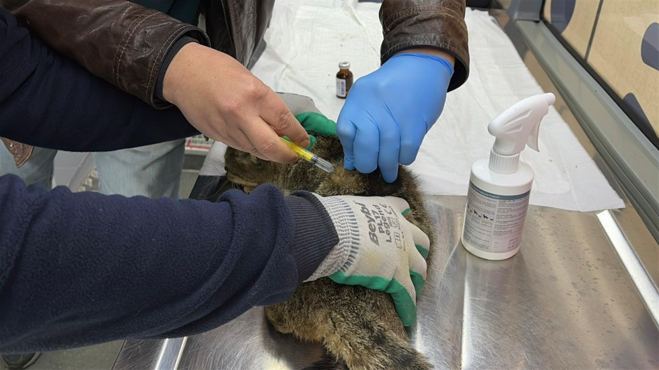 “Can Dost” şifa dağıtmaya devam ediyor: Paşa Limanı Adası'nda 182 sokak hayvanı hayata tutundu - Sayfa 4