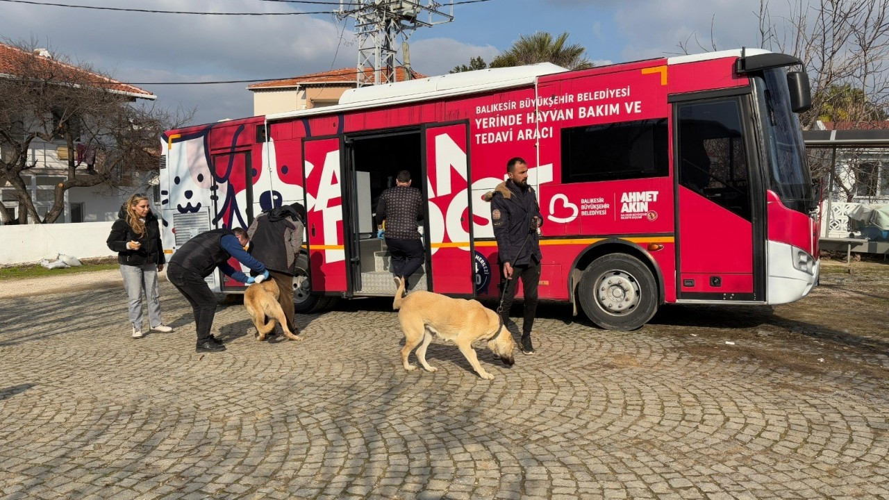 “Can Dost” şifa dağıtmaya devam ediyor: Paşa Limanı Adası'nda 182 sokak hayvanı hayata tutundu