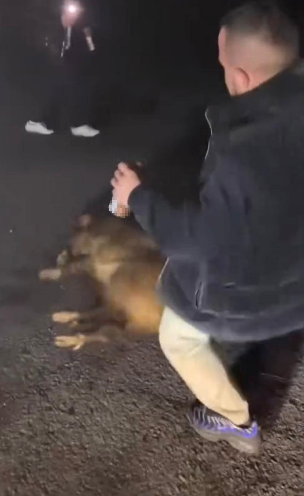 Geyve'de Domuza İşkence Eden Şahıslar Yakalandı - Sayfa 1