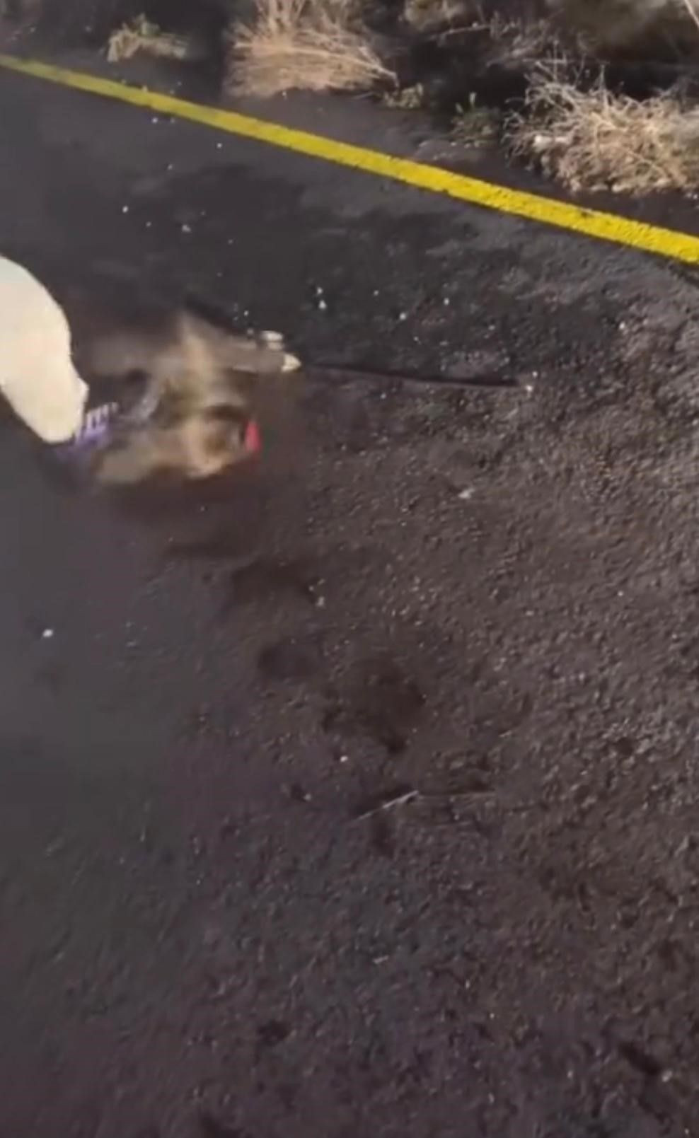 Geyve'de Domuza İşkence Eden Şahıslar Yakalandı - Sayfa 2