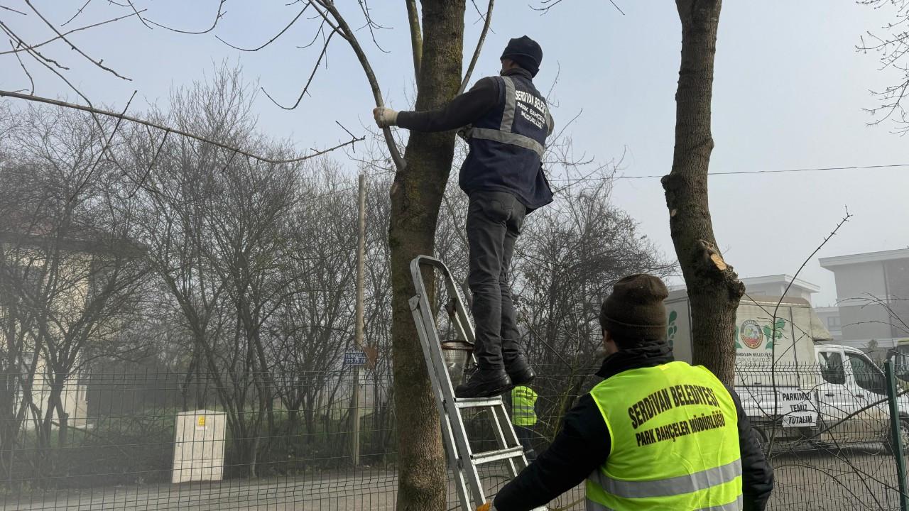 Serdivan’da Yazlık Mahallesi Ağaçları Bakıma Alındı
