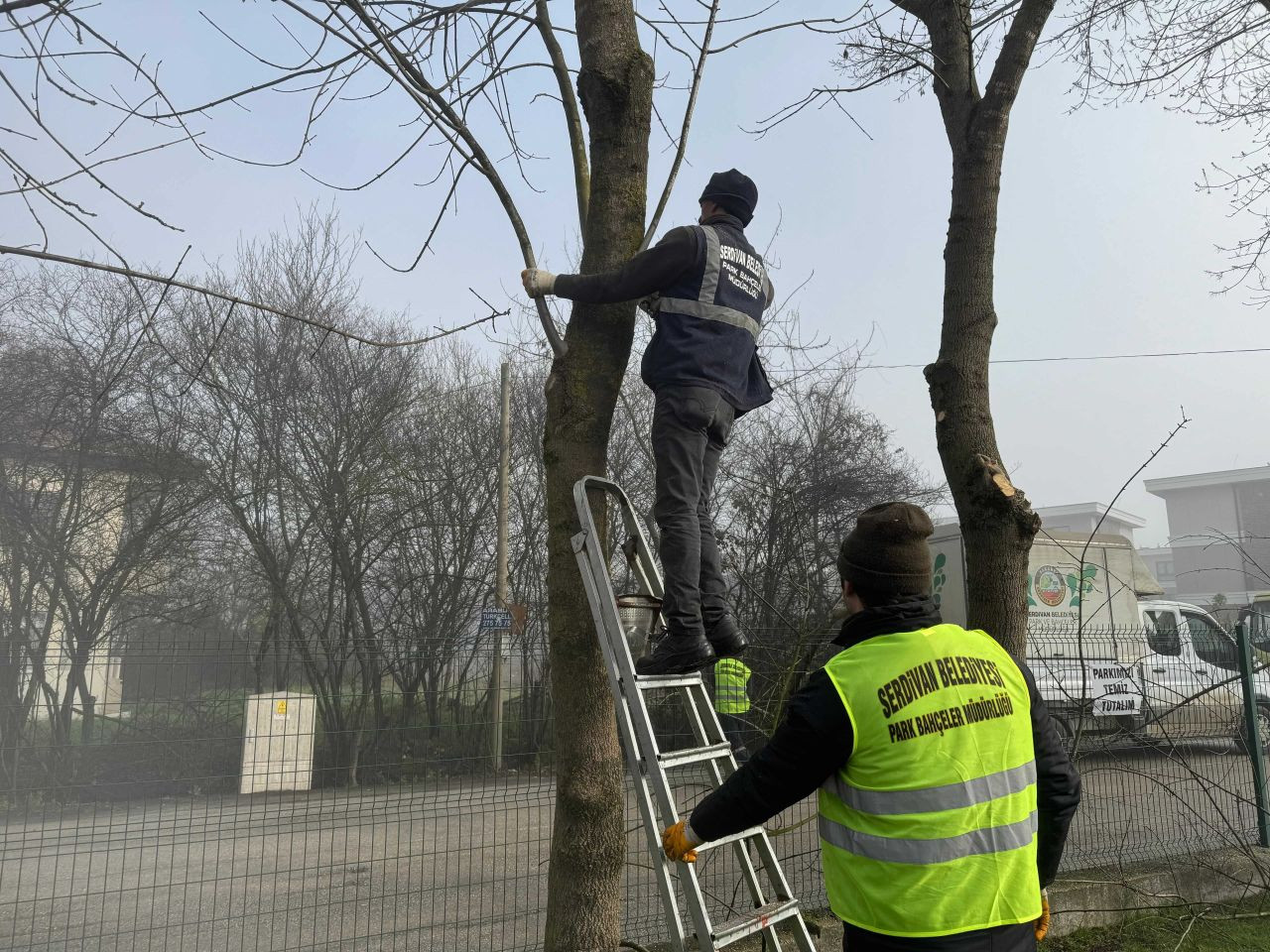 Serdivan’da Yazlık Mahallesi Ağaçları Bakıma Alındı - Sayfa 2