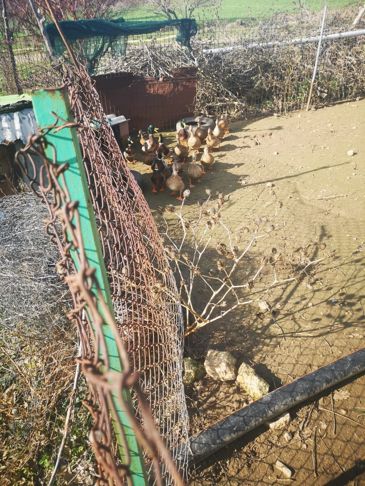 Çanakkale’de Kaçak Avcılara 70 Bin TL Ceza - Sayfa 2