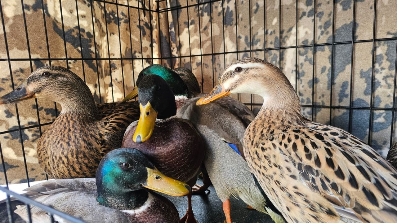 Çanakkale’de Kaçak Avcılara 70 Bin TL Ceza - Sayfa 3